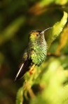 Kolibřík měděnohlavý