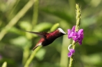 Kolibřík světlokorunkatý