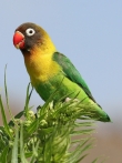 Papoušík škraboškový